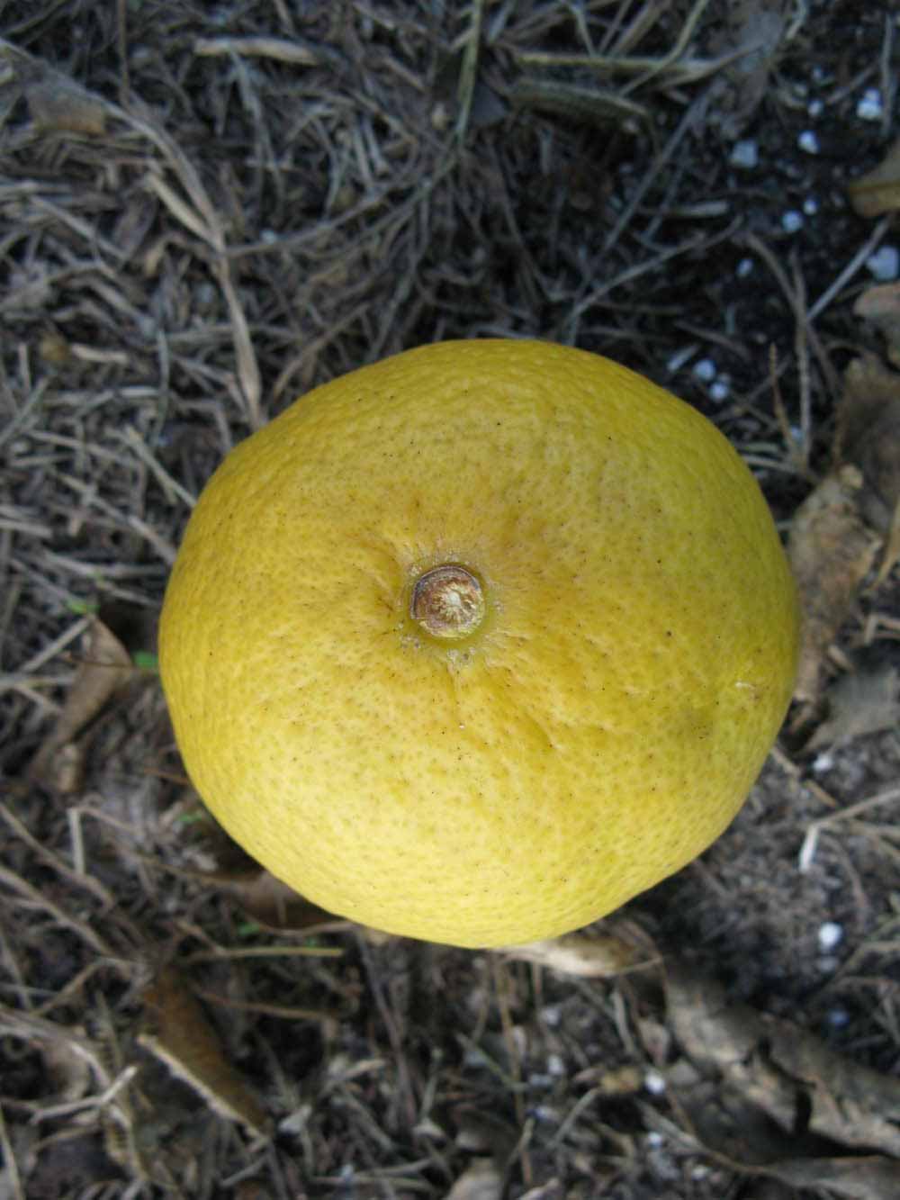              Fruit (Winter Haven, FL)       